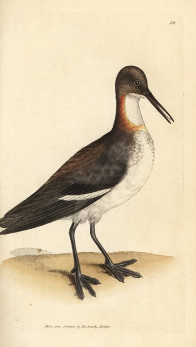 Falaropo cuellirrojo, Phalaropus lobatus (Phalaropus hyperboreus). Grabado en cobre coloreado a mano por James Sowerby de The British Miscellany, or Coloured figures of new, rare, or little known animal subjects. de James Sowerby