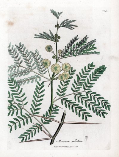 Goma roja - Árbol de la goma arábiga, Acacia nilotica. Grabado en cobre coloreado a mano de una ilustración botánica de James Sowerby extraída de la obra de William Woodville y Sir William Jackson Hooker "Medical Botany", John Bohn, Londres. de James Sowerby