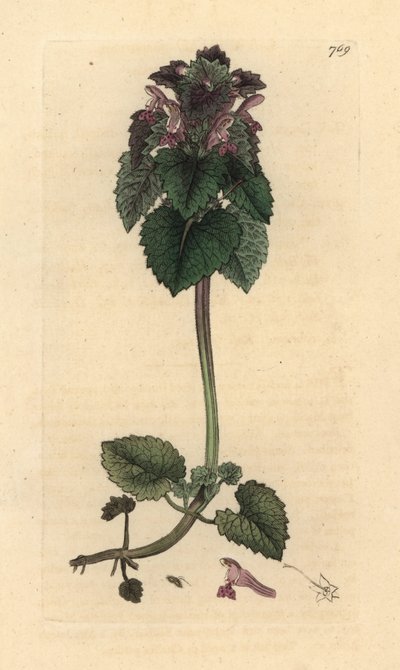 Red deadnettle, Lamium purpureum Grabado en cobre coloreado a mano según un dibujo de James Sowerby para English Botany de James Smith. de James Sowerby
