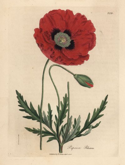 Amapola roja o de maíz, Papaver rhoeas de James Sowerby