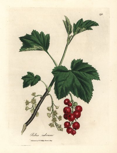 Grosellero rojo, Ribes rubrum de James Sowerby