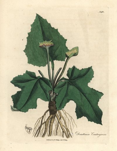 Raíces, rizoma, hojas y flor de contrayerva, Dorstenia contrajerva de James Sowerby