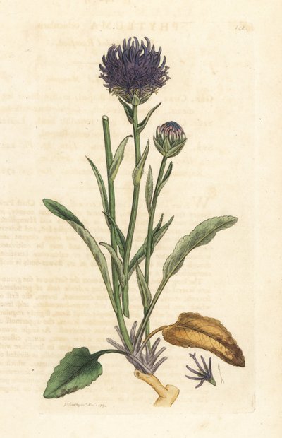 Phyteuma orbiculare (Phyteuma orbicularis) (Rapunzel orbicular) Grabado en cobre coloreado a mano según una ilustración de James Sowerby de James Smith