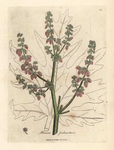 Flores y tallo del ruibarbo, contorno de la hoja, Rheum palmatum de James Sowerby