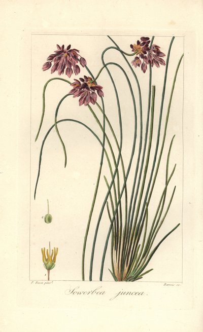 Lirio de los prados, Sowerbaea juncea, originario de Australia. Lleva el nombre del artista botánico James Sowerby. Grabado a mano sobre cobre por Barrois a partir de una ilustración botánica de Pancrace Bessa del "Herbier General de l