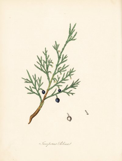 Sabina - Sabina común o sabina albar, Juniperus sabina. Tomado de una ilustración de James Sowerby de "Botánica Médica" de William Woodville y Sir William Jackson Hooker. Zincografía coloreada a mano de C. Chabot dibujada por Miss M. A. Burnett a partir de de James Sowerby