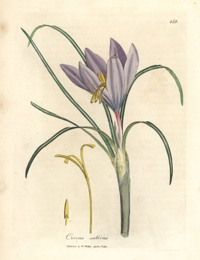 Azafrán, Crocus sativus de James Sowerby
