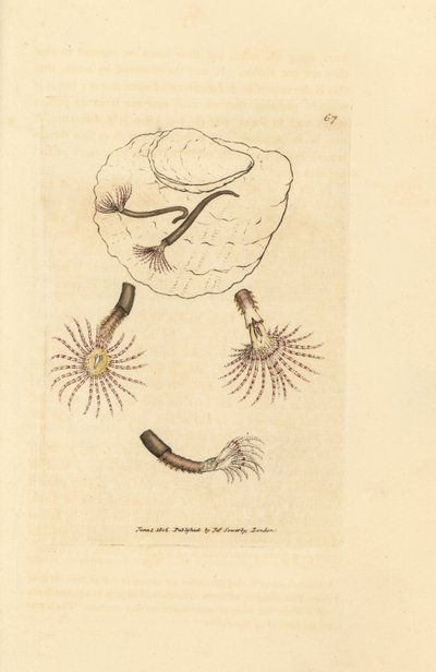 Gusano de arena con antenas carmesí, Amphitrite rosea. Grabado en cobre coloreado a mano por James Sowerby de The British Miscellany, or Coloured figures of new, rare, or little known animal subjects. de James Sowerby