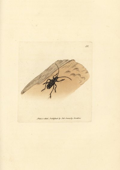 Escarabajo Sarosesthes fulminans (Cerambyx fulminans). Grabado en cobre coloreado a mano por James Sowerby de The British Miscellany, or Coloured figures of new, rare, or little known animal subjects. de James Sowerby