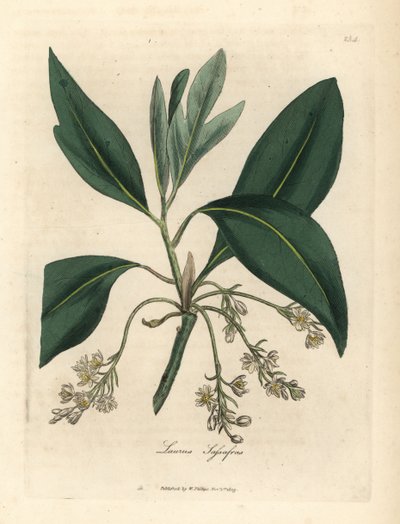 Árbol de sasafrás, Laurus sassafras de James Sowerby