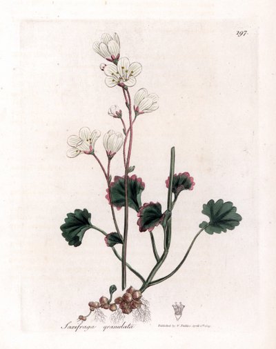Saxifrage granulee o bulbbles - Saxifraga blanca, Saxifraga granulata. Grabado en cobre coloreado a mano de una ilustración botánica de James Sowerby extraída de "Medical Botany" de William Woodville y Sir William Jackson Hooker, John Bohn, Londres. de James Sowerby