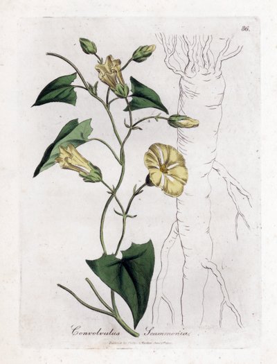 Scamonee - Enredadera escamosa, Convolvulus scammonia. Grabado en cobre coloreado a mano de una ilustración botánica de James Sowerby de la obra de William Woodville y Sir William Jackson Hooker "Medical Botany", John Bohn, Londres. de James Sowerby