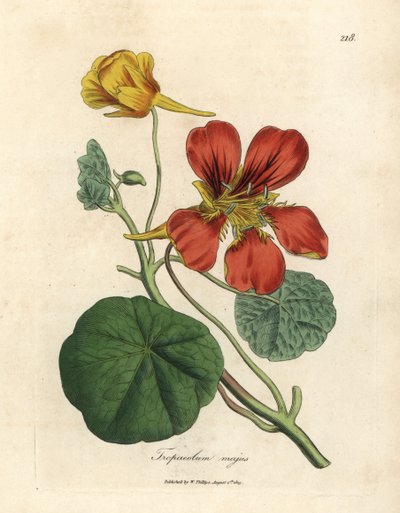 Berro de las Indias, Tropaeolum majus, de flores amarillas y escarlatas de James Sowerby