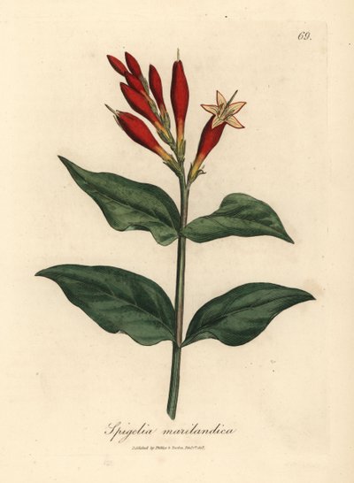 Rosa de la India de flor escarlata, Spigelia marilandica de James Sowerby