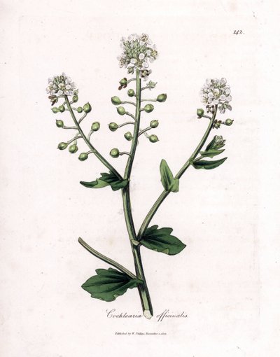 Cochlearia officinalis. Grabado en cobre coloreado a mano de una ilustración botánica de James Sowerby extraída de "Medical Botany" de William Woodville y Sir William Jackson Hooker, John Bohn, Londres. de James Sowerby