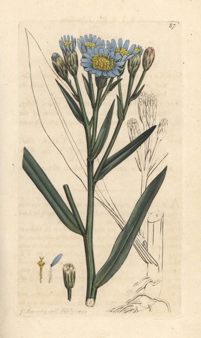 Sea aster, Tripolium pannonicum subsp. tripolium (Aster tripolium) (Aster marítimo) Grabado en cobre coloreado a mano según una ilustración de James Sowerby de James Smith