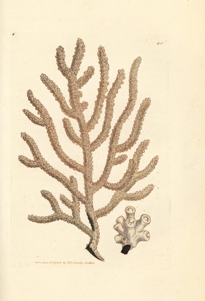 Abanico de mar, especie Gorgonia (¿Gorgonia esbelta, Gorgonia viminalis?). Grabado en cobre coloreado a mano por James Sowerby de The British Miscellany, or Coloured figures of new, rare, or little known animal subjects. de James Sowerby
