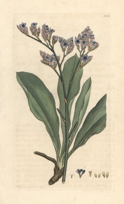 Sea lavender, Limonium vulgare (Statice limonium) (lavanda de mar) Grabado en cobre coloreado a mano según una ilustración de James Sowerby de James Smith