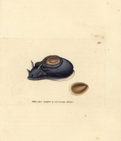 Babosa de mar o liebre de mar, Aplysia punctata (Aplysia hybrida). Grabado en cobre coloreado a mano por James Sowerby de The British Miscellany, or Coloured figures of new, rare, or little known animal subjects. de James Sowerby