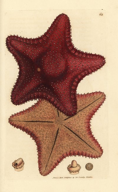 Estrella de mar o estrella de mar, Hippasteria phrygiana (¿Asterias equestris?). Grabado en cobre coloreado a mano por James Sowerby de The British Miscellany, or Coloured figures of new, rare, or little known animal subjects. de James Sowerby