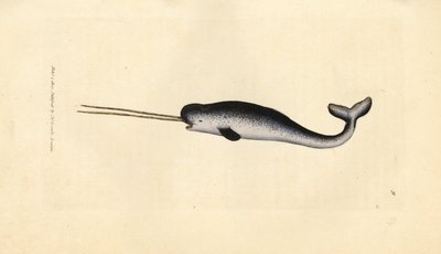 Unicornio marino o narval, Monodon monoceros. Raro ejemplar con colmillos dobles. Grabado en cobre coloreado a mano por James Sowerby de The British Miscellany, or Coloured figures of new, rare, or little known animal subjects. de James Sowerby
