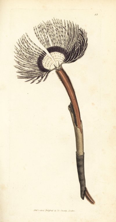 Gusano de mar, Amphitrite ventilabrum. Grabado en cobre coloreado a mano por James Sowerby de The British Miscellany, or Coloured figures of new, rare, or little known animal subjects. de James Sowerby