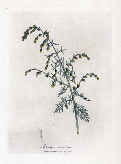 Ajenjo de mar, Artemisia maritima. Grabado en cobre coloreado a mano a partir de una ilustración botánica de James Sowerby de la obra de William Woodville y Sir William Jackson Hooker "Medical Botany", John Bohn, Londres. de James Sowerby