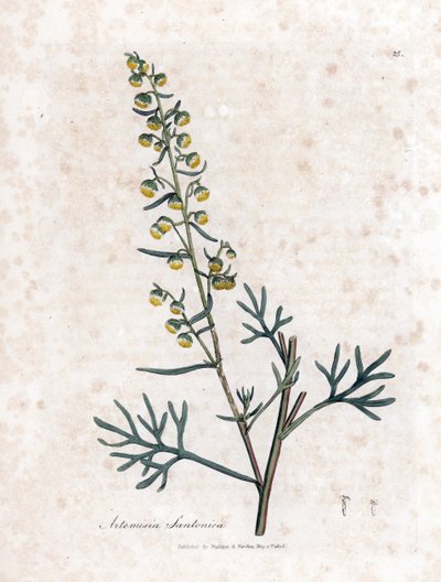 Semen contra o semencina o artemisa de Judee - Santonica, Artemisia cina. Grabado en cobre coloreado a mano a partir de una ilustración botánica de James Sowerby extraída de "Medical Botany" de William Woodville y Sir William Jackson Hooker, John Bohn, Lon de James Sowerby