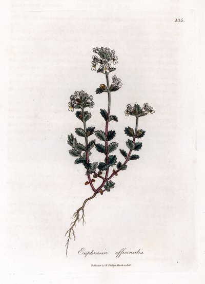 Hierba miope - Eufrasia común, Euphrasia officinalis. Grabado en cobre coloreado a mano de una ilustración botánica de James Sowerby extraída de "Medical Botany" de William Woodville y Sir William Jackson Hooker, John Bohn, Londres. de James Sowerby
