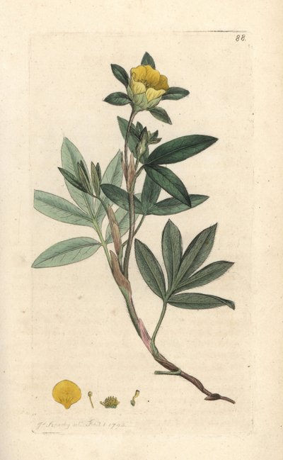 Dasiphora fruticosa o Potentilla fruticosa (Cinquefoil frutescente ou la cinquefoil shbustive) Grabado en cobre coloreado a mano según una ilustración de James Sowerby de James Smith