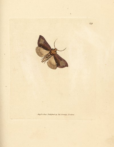 Thysanoplusia orichalcea (polilla bruñida de Yorkshire; Phalaena Noctua aerifera). Grabado en cobre coloreado a mano por James Sowerby de The British Miscellany, or Coloured figures of new, rare, or little known animal su de James Sowerby