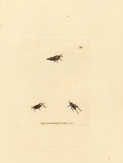 Saltamontes esbelto, Tetrix subulata (Acrydium subulatum). Grabado en cobre coloreado a mano por James Sowerby de The British Miscellany, or Coloured figures of new, rare, or little known animal subjects. de James Sowerby