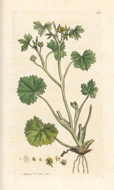 Ranúnculo de flor pequeña, Ranunculus parviflorus (ranúnculo) Grabado en cobre coloreado a mano según una ilustración de James Sowerby de Botánica inglesa de James Smith, Londres. de James Sowerby