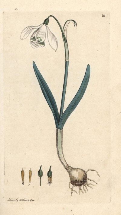 Campanilla de invierno, Galanthus nivalis. Grabado en cobre coloreado a mano según una ilustración de James Sowerby de James Smith