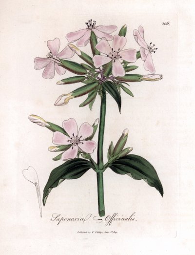 Saponaria officinalis. Grabado en cobre coloreado a mano a partir de una ilustración botánica de James Sowerby de "Medical Botany" de William Woodville y Sir William Jackson Hooker, John Bohn, Londres. de James Sowerby