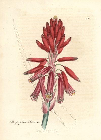 Aloe socotorina, Aloe perfoliata socotorina de James Sowerby