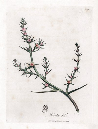 Soda brulee - Salicaria espinosa, Kali turgida. Grabado en cobre coloreado a mano de una ilustración botánica de James Sowerby extraída de la obra de William Woodville y Sir William Jackson Hooker "Medical Botany", John Bohn, Londres. de James Sowerby