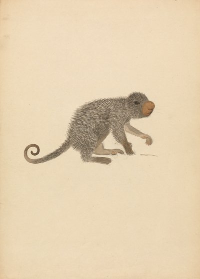 Puercoespín sudamericano de James Sowerby