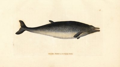 Zifio de Sowerby, Mesoplodon bidens (Physeter bidens, cachalote de dos dientes). Grabado en cobre coloreado a mano por James Sowerby de The British Miscellany, or Coloured figures of new, rare, or little known animal subjects. de James Sowerby