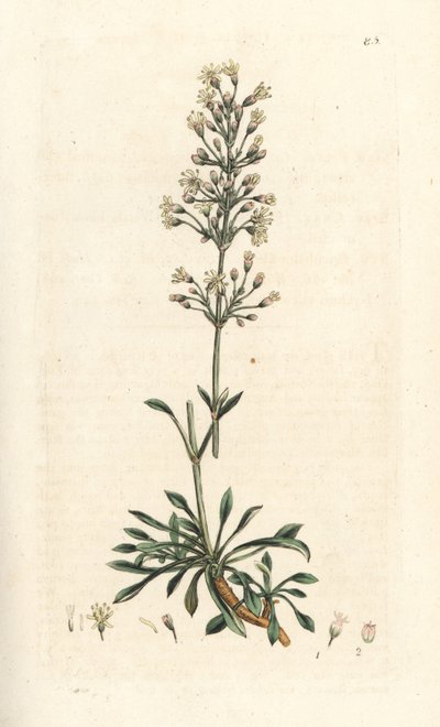 Spanish catchfly, Silene otites (Spanish campion, Cucubalus otites) (silene a hojas pequeñas) Grabado en cobre coloreado a mano según una ilustración de James Sowerby de James Smith