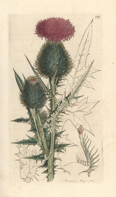 Cardo lanceolado, Cirsium vulgare (Carduus lanceolatus) (Cirse común) Grabado en cobre coloreado a mano según una ilustración de James Sowerby de Botánica inglesa de James Smith, Londres. de James Sowerby