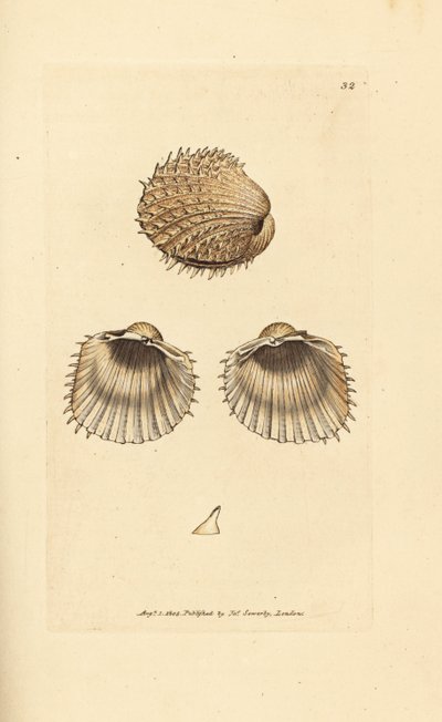 Berberecho espinoso, Acanthocardia aculeata (Cardium spinosum). Grabado en cobre coloreado a mano por James Sowerby de The British Miscellany, or Coloured figures of new, rare, or little known animal subjects. de James Sowerby