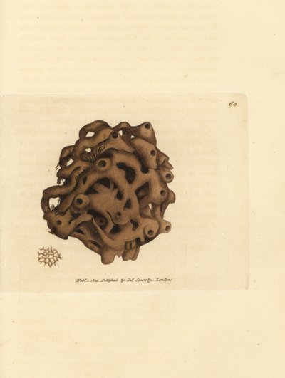 Esponja, Haliclona cinerea (Esponja cancelada, Spongia cancellata). Grabado en cobre coloreado a mano por James Sowerby de The British Miscellany, or Coloured figures of new, rare, or little known animal subjects. de James Sowerby