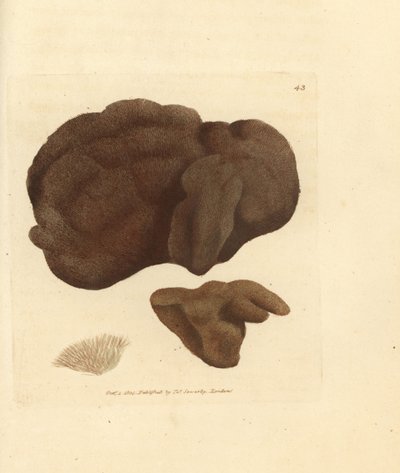 Esponja, Spongionella pulchella (Spongia pulchella). Grabado en cobre coloreado a mano por James Sowerby de The British Miscellany, or Coloured figures of new, rare, or little known animal subjects. de James Sowerby