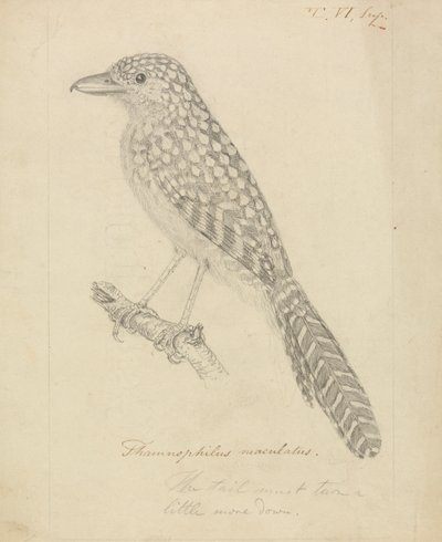 Alcaudón moteado de James Sowerby