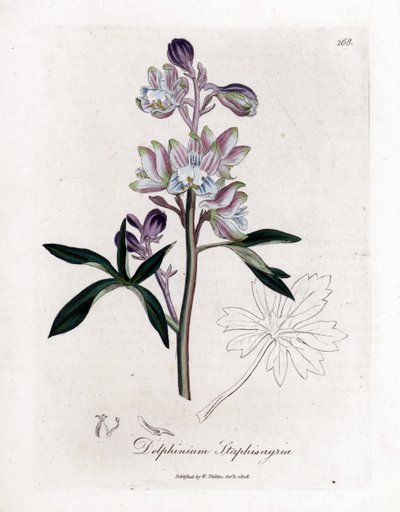 Staphisegar o hierba con piojos o hierba con gota o uvas silvestres - Palmated larkspur o stavesacre, Delphinium staphisagria. Grabado en cobre coloreado a mano de una ilustración botánica de James Sowerby de William Woodville y Sir William Jackson H de James Sowerby