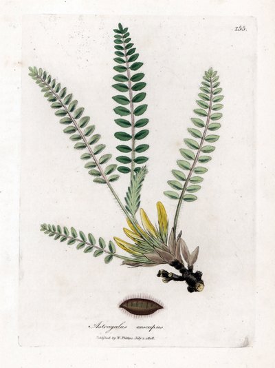Astragalus sin tallo - Milkvetch sin tallo, Astragalus excapus. Grabado en cobre coloreado a mano de una ilustración botánica de James Sowerby extraída de "Medical Botany" de William Woodville y Sir William Jackson Hooker, John Bohn, Londres. de James Sowerby
