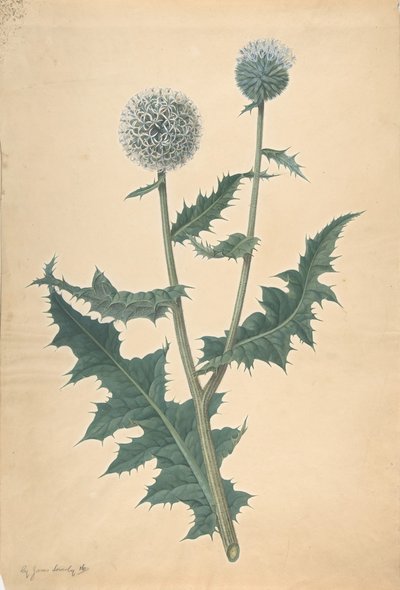 Estudio de un Cardo, antes de 1822 de James Sowerby
