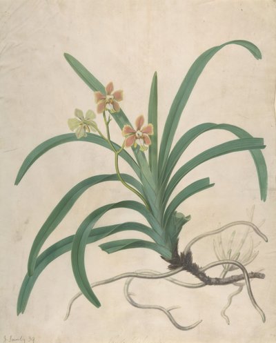 Estudio de una orquídea, Vanda Roxburgia, antes de 1822 de James Sowerby