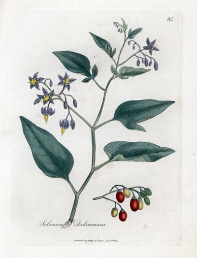 Belladona - Solanum dulcamara. Grabado en cobre coloreado a mano de una ilustración botánica de James Sowerby extraída de la obra de William Woodville y Sir William Jackson Hooker "Medical Botany", John Bohn, Londres. de James Sowerby